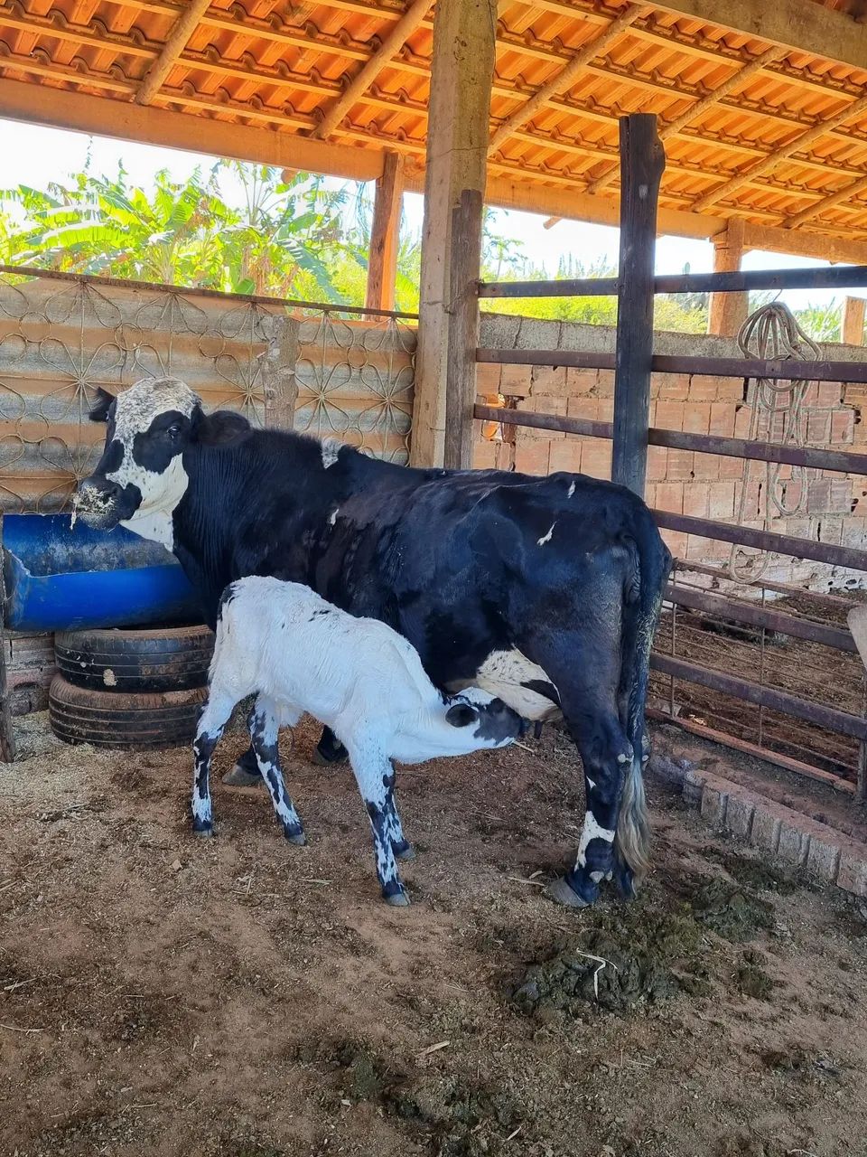 Mine vaca  - Foto 4