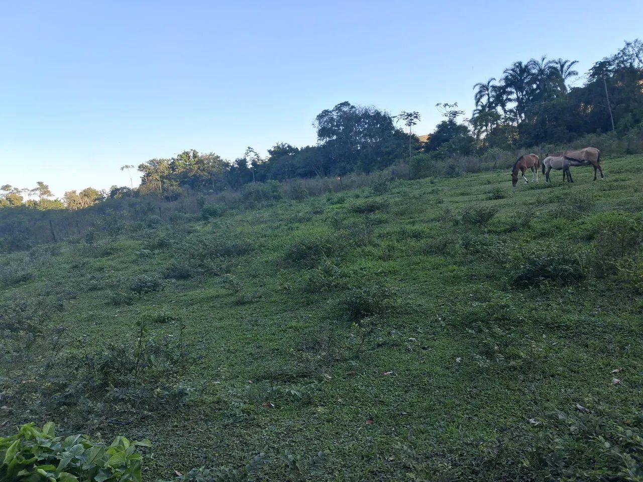 Mini sitio em Pau Grande - Foto 3