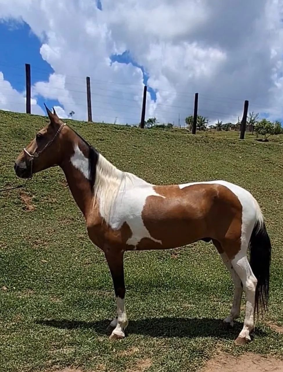 CASTRADO LUXO (marcha picada) - Foto 4
