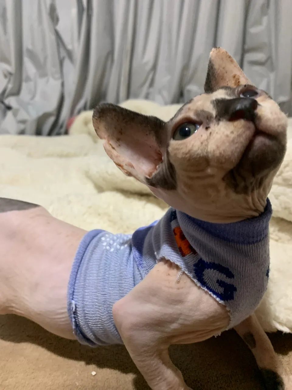 Sphynx filhote macho  2500 - Foto 5