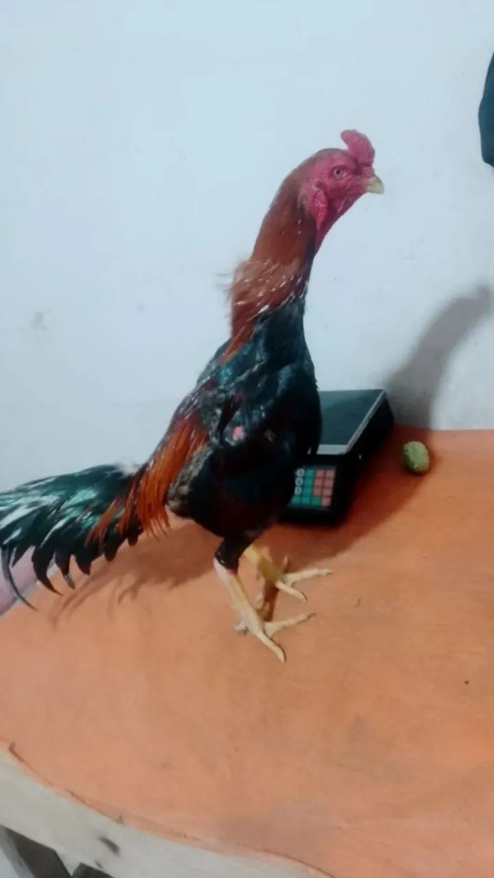 6 frango - Foto 5
