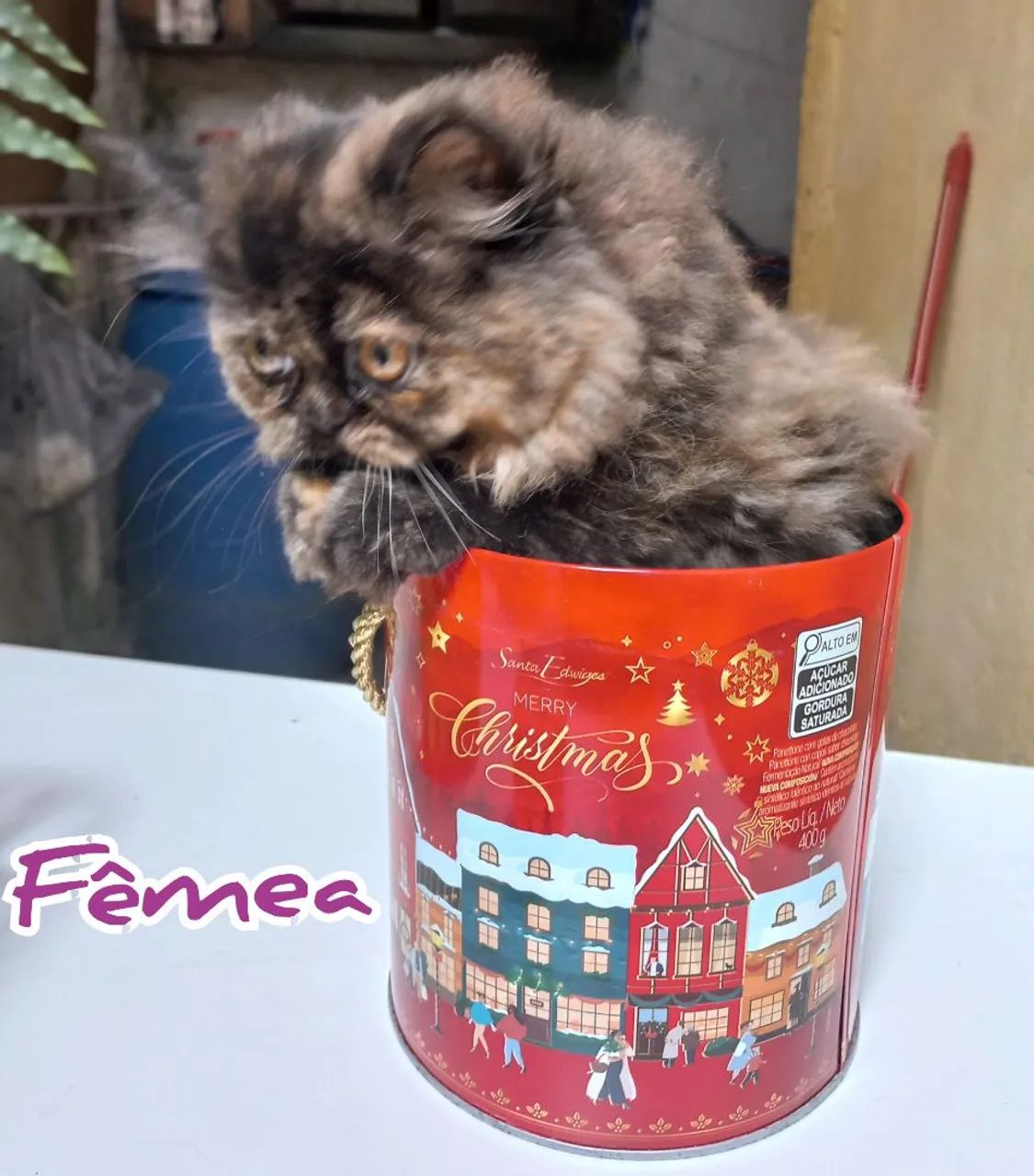 Filhotes Gatos Persas - Foto 2