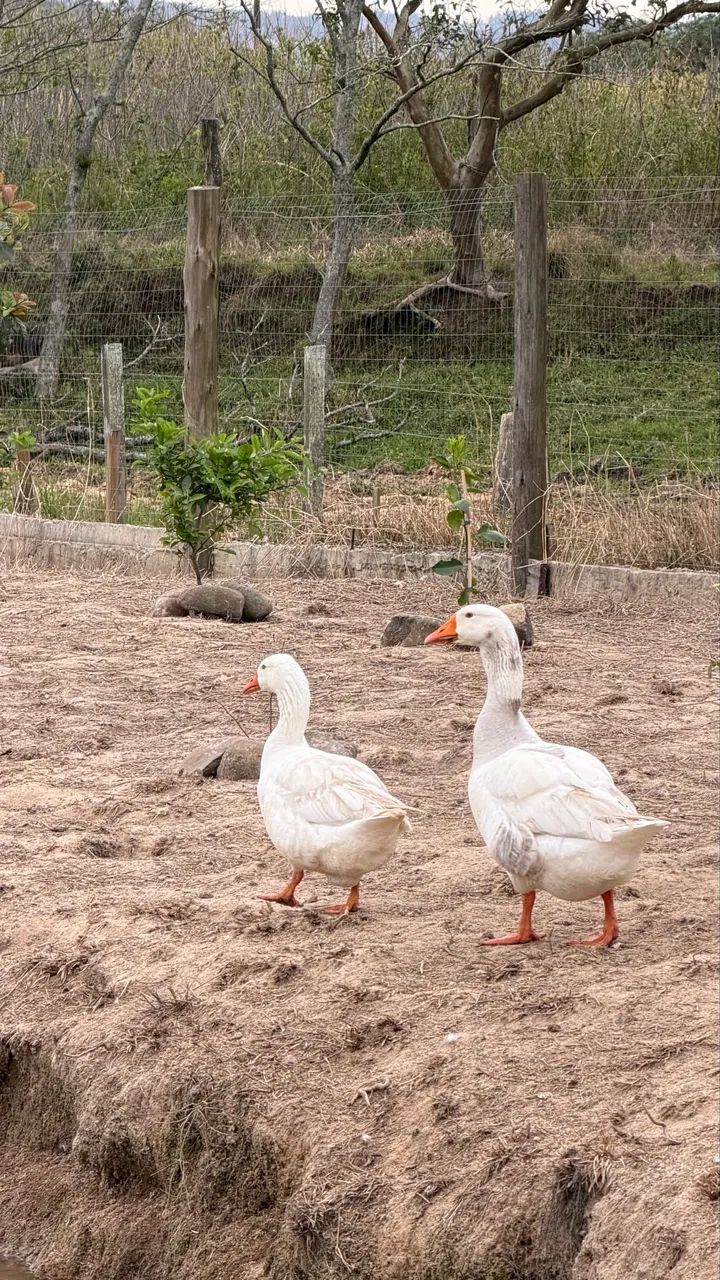 Casal de Gansos 
