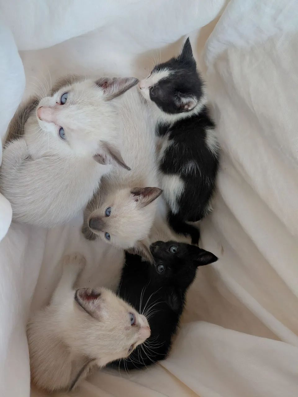 Todos queremos amor! Doação de lindos gatinhos  - Foto 2