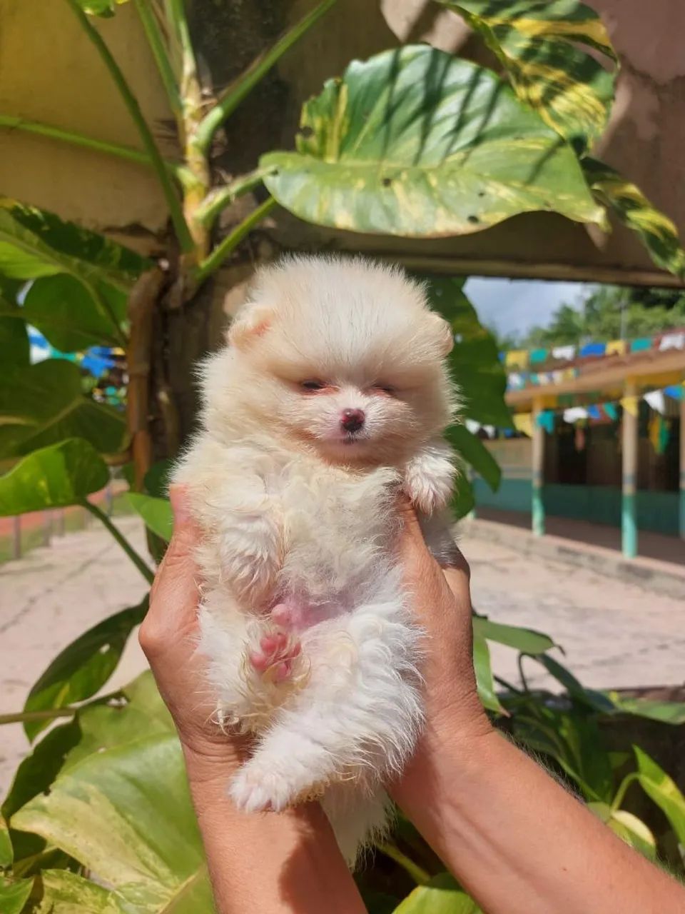 Spitz alemão  - Foto 2