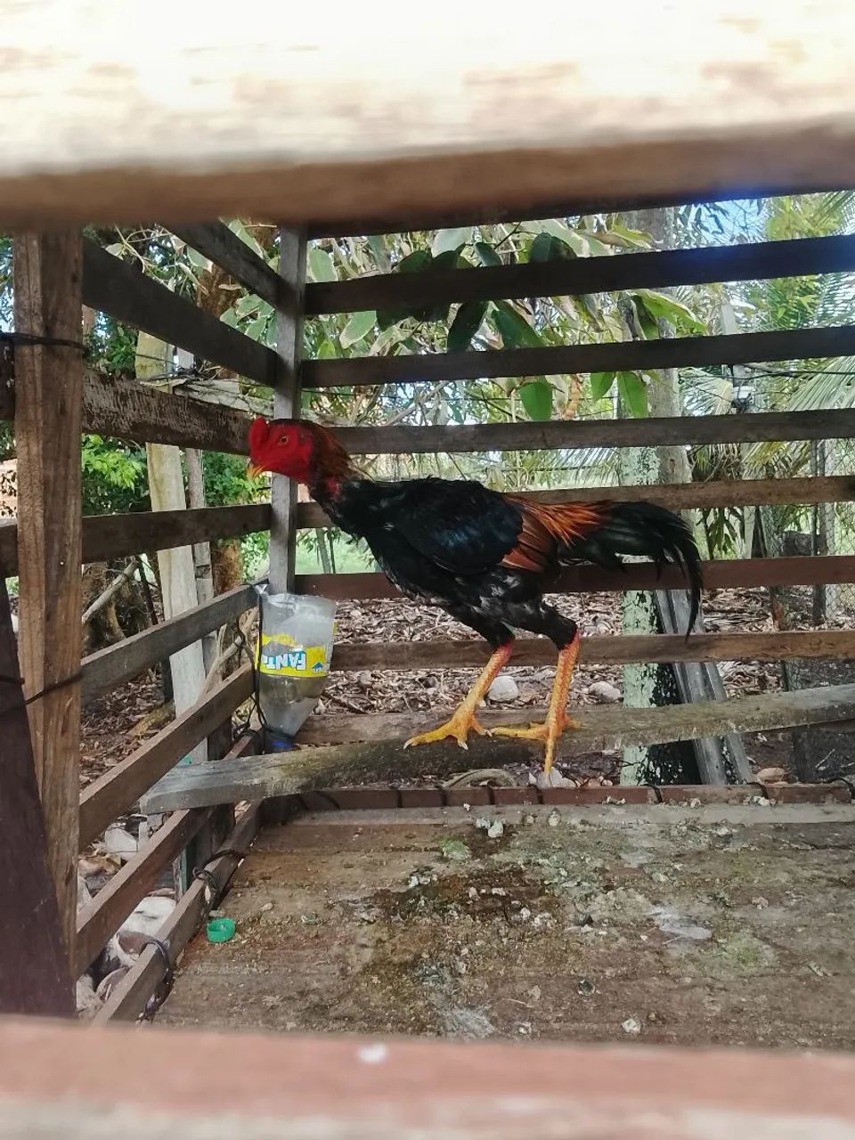 Vendo frango  - Foto 3
