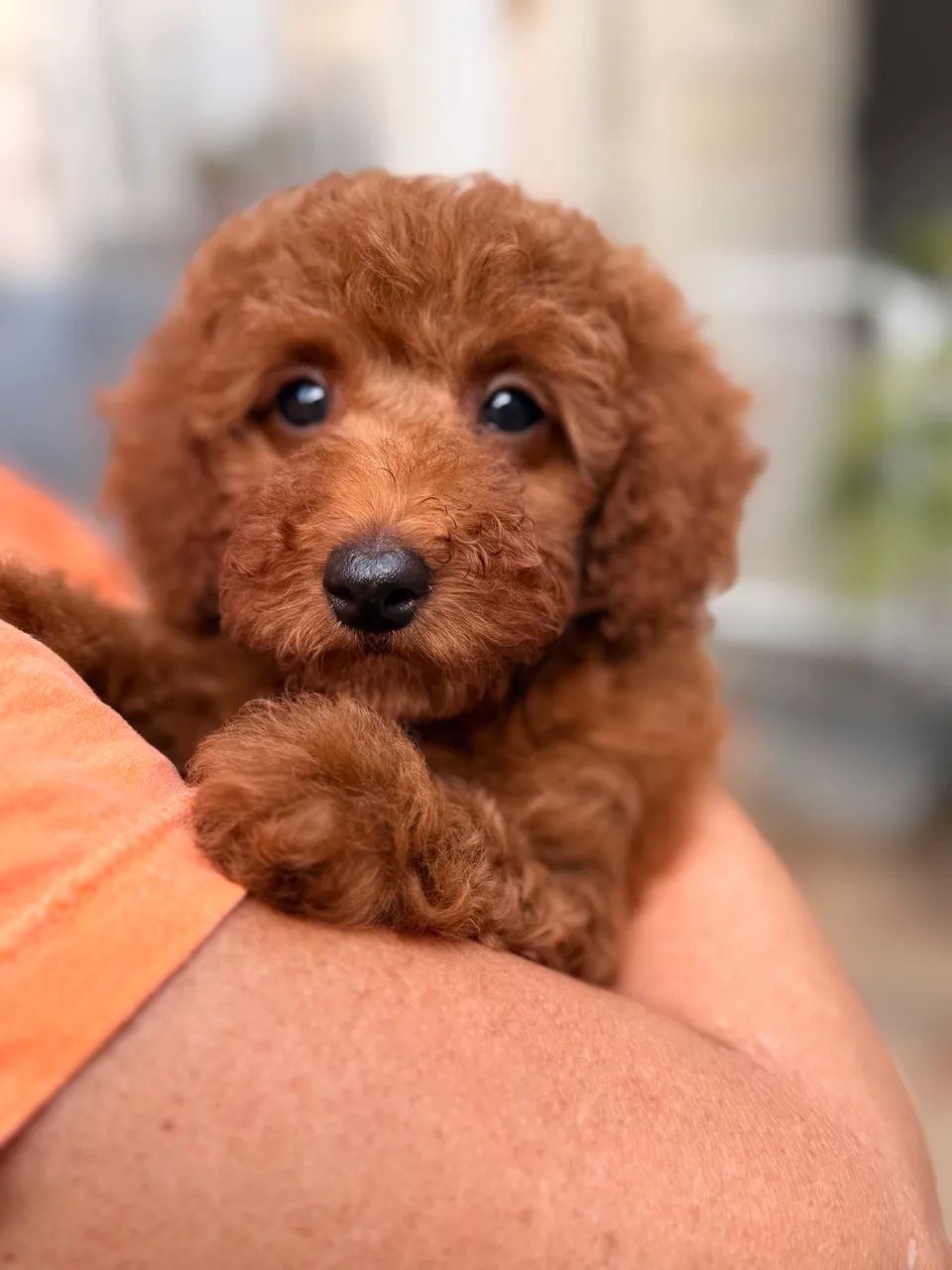 Poodle Red Anão  - Foto 3