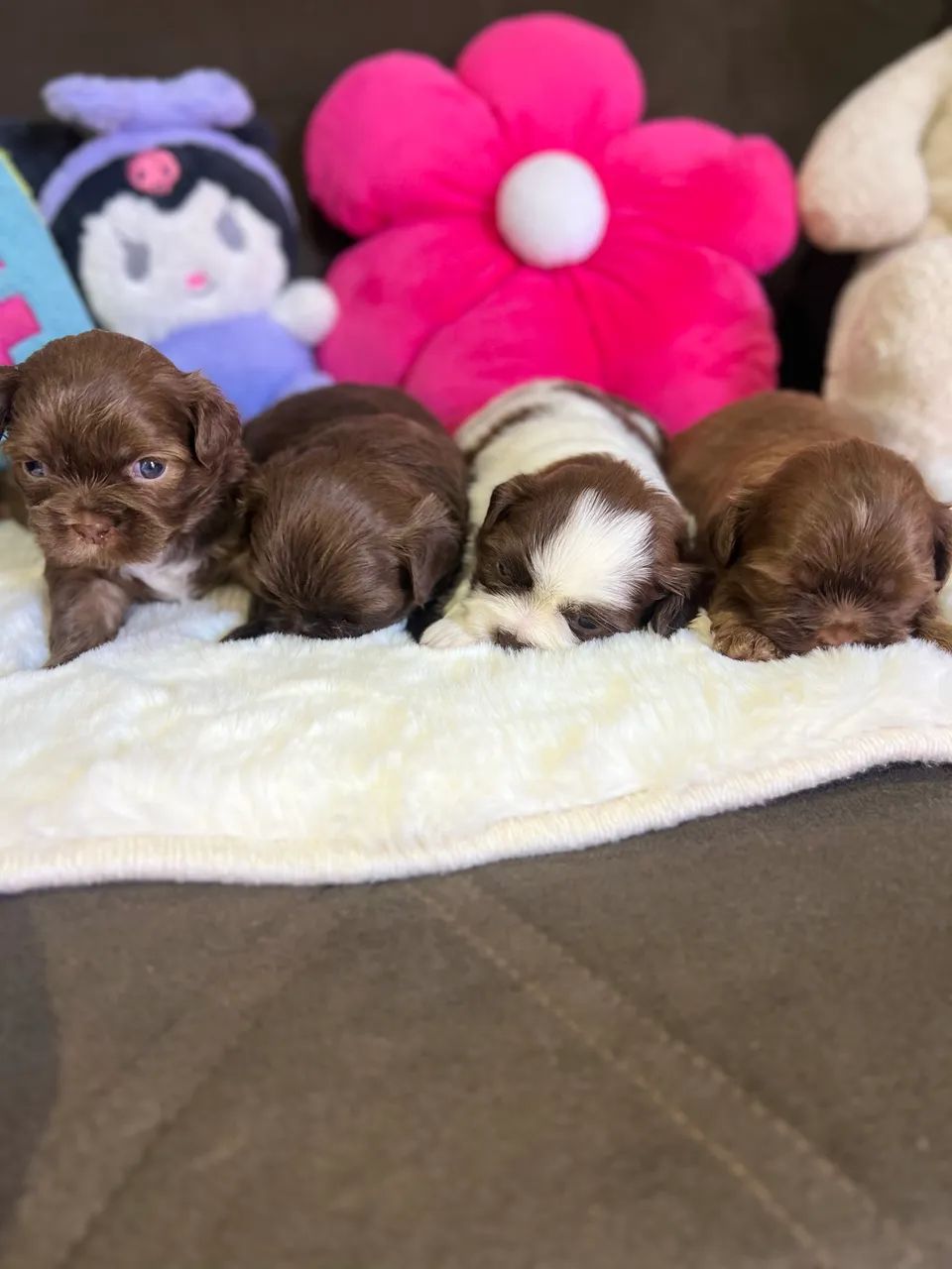 Filhotes shihtzu 