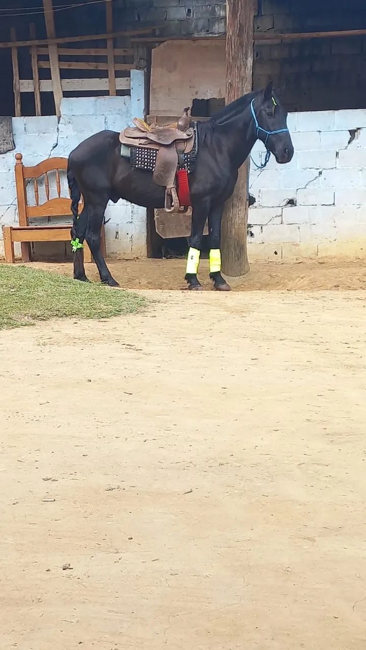 Vendo cavalo de CHARRETE e sela  - Foto 6