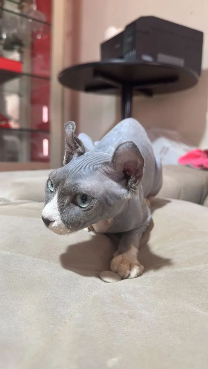 Sphynx elf  - Foto 3