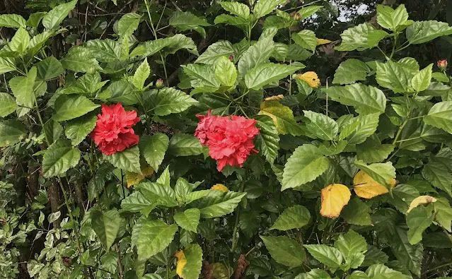 Muda de hibisco  - Foto 4