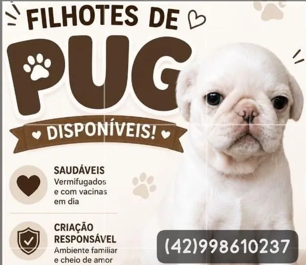 Filhotes de Pug Branco 