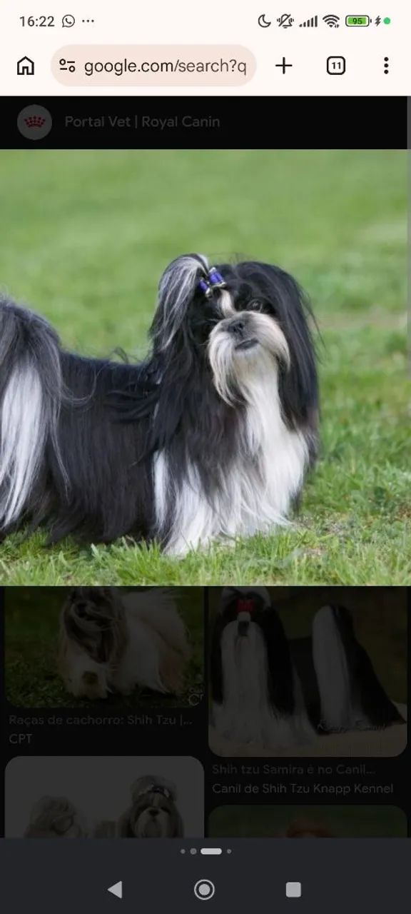 Shih Tzu 
