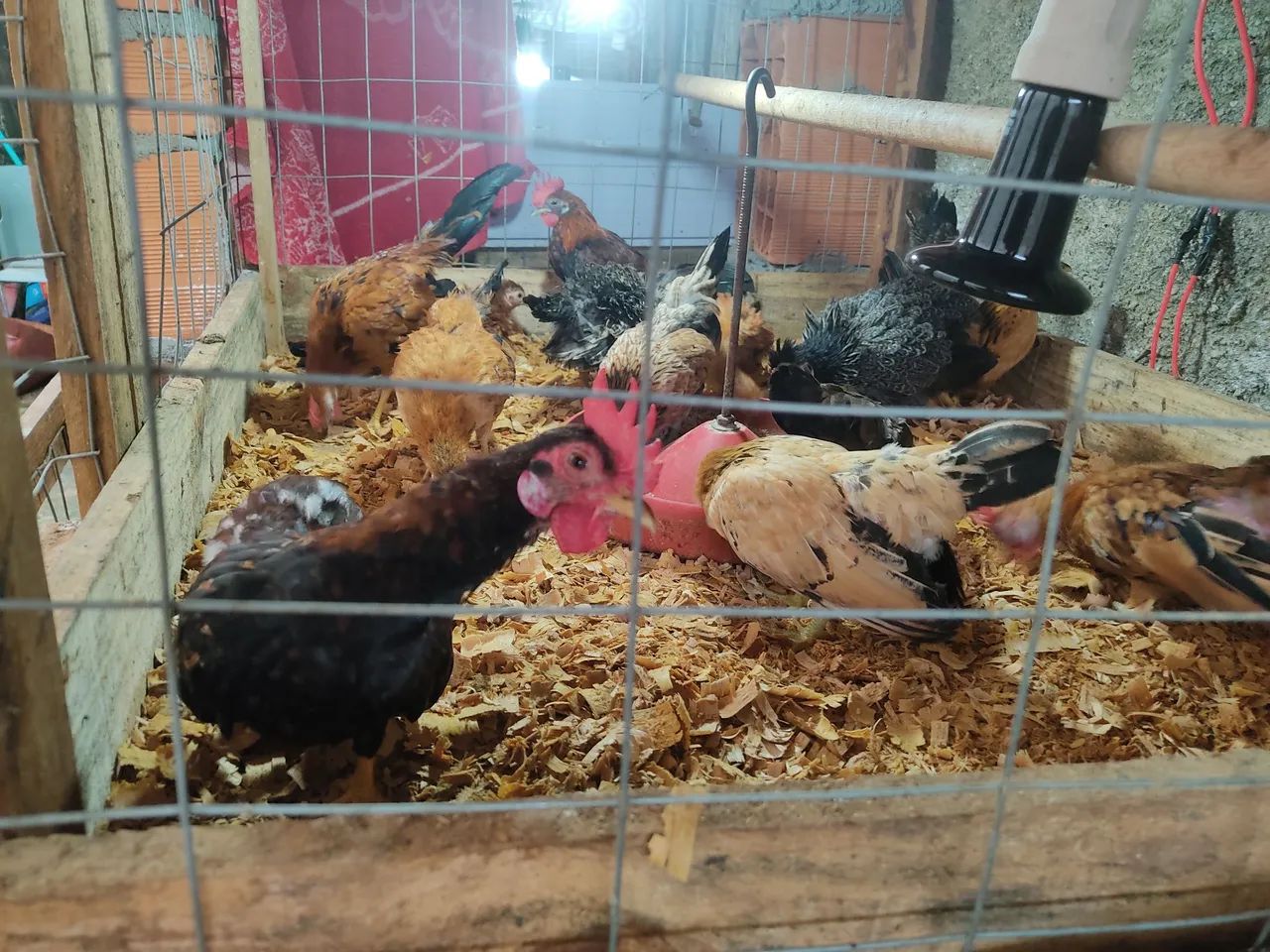 Galinha Mini garnizé