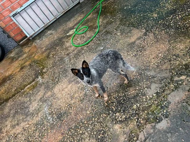 Filhote de cachorro  - Foto 3