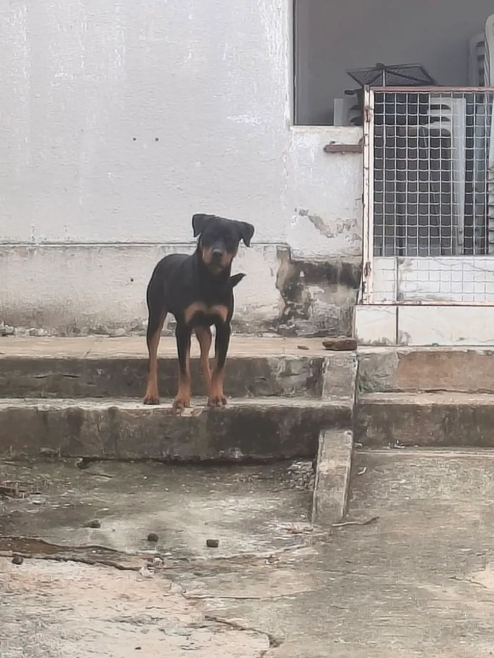 Macho para cruza