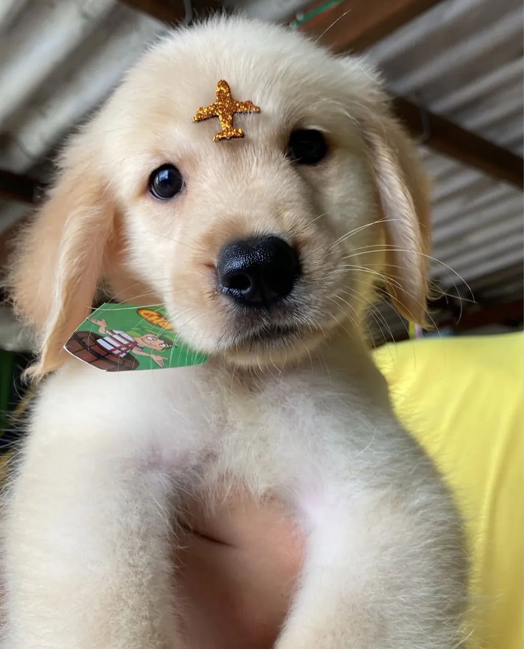 Golden Retriever 