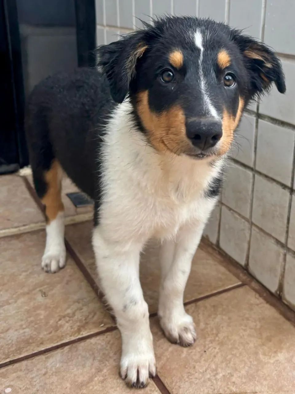 Filhotes de Border Collie - Foto 4