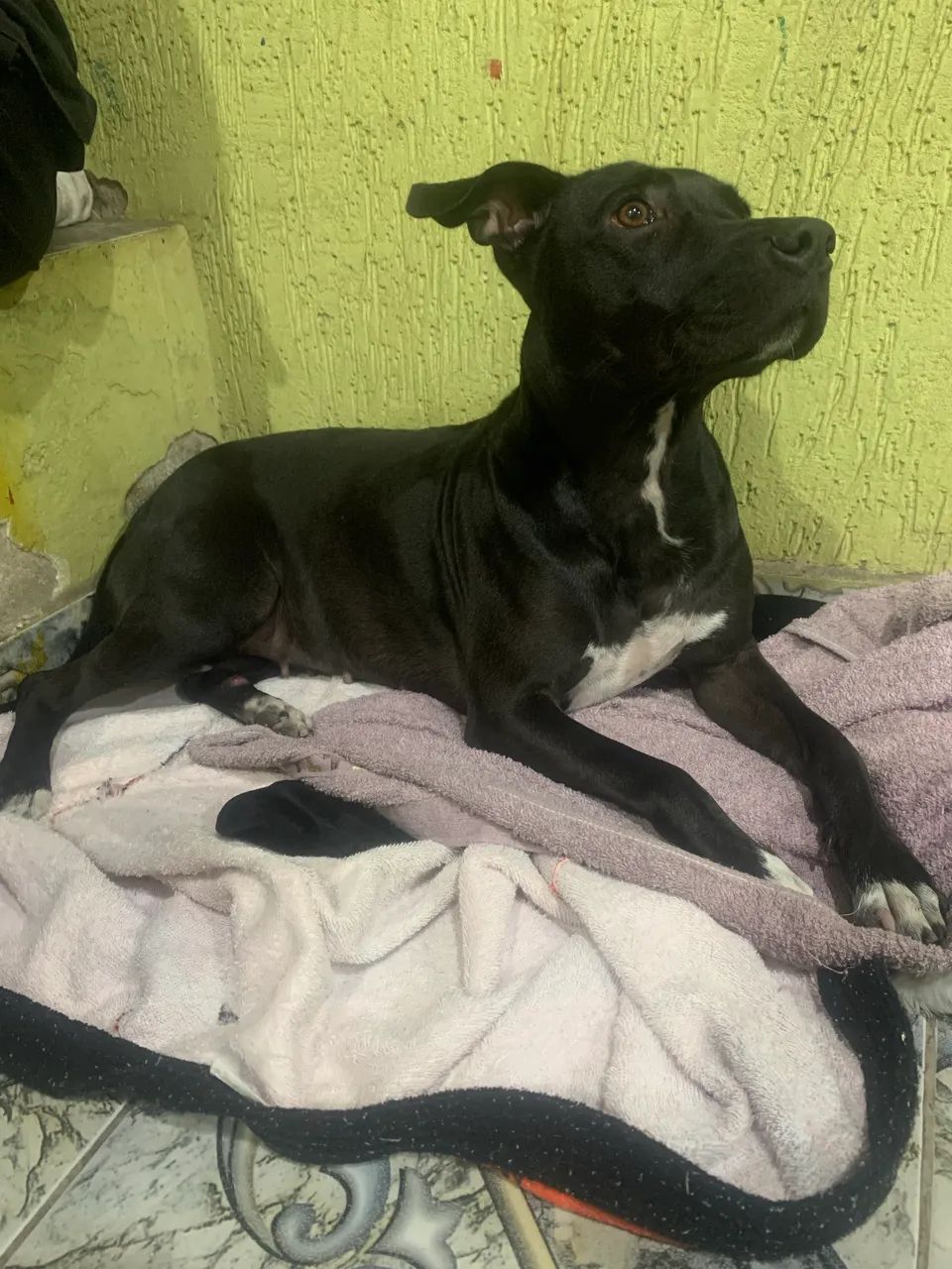 Cadela para doação  - Foto 2