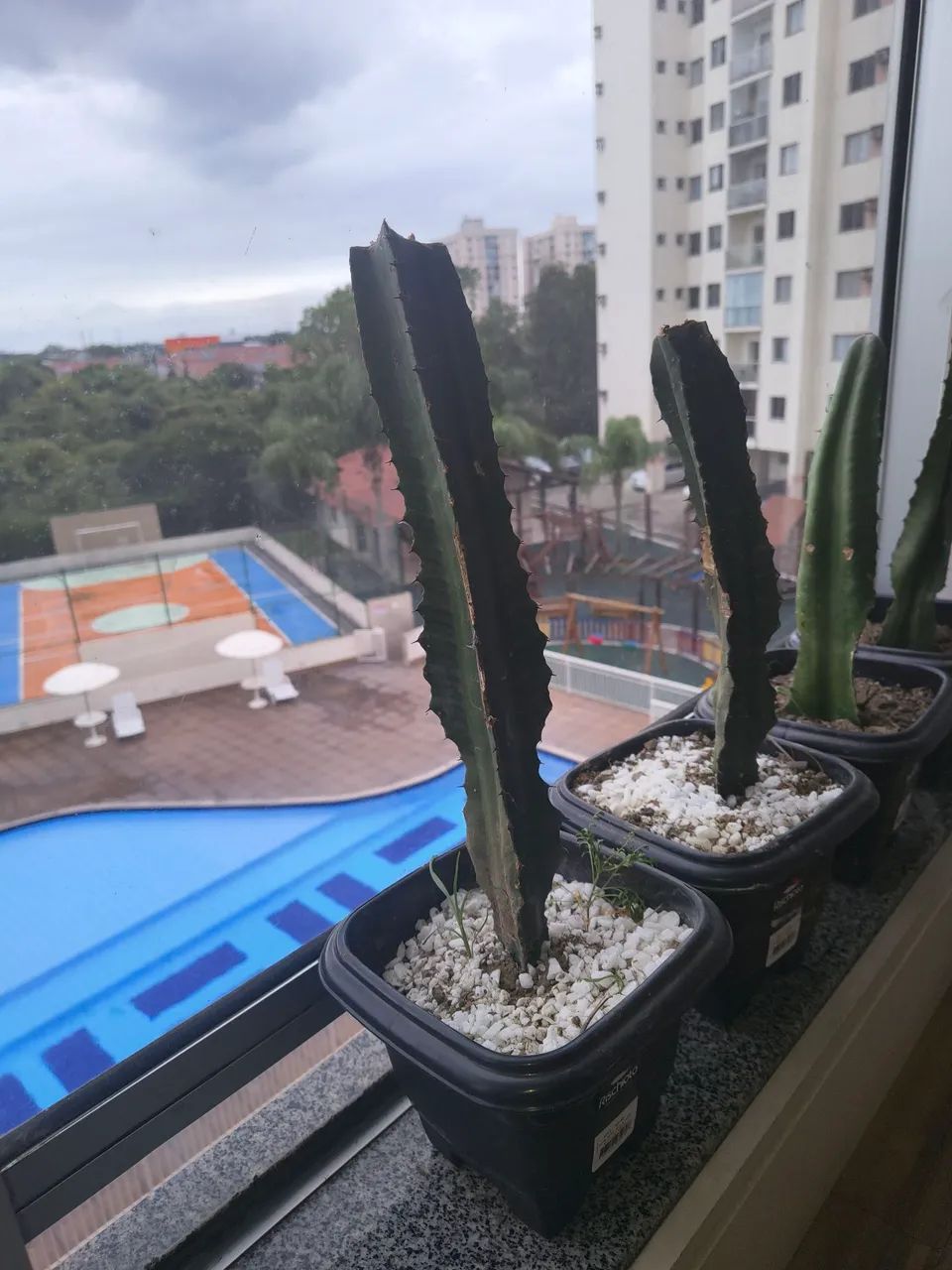 Vendo muda de cacto