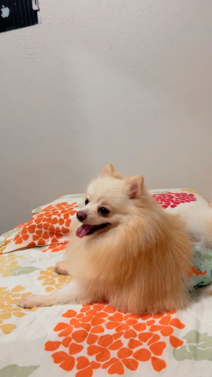 Spitz macho 