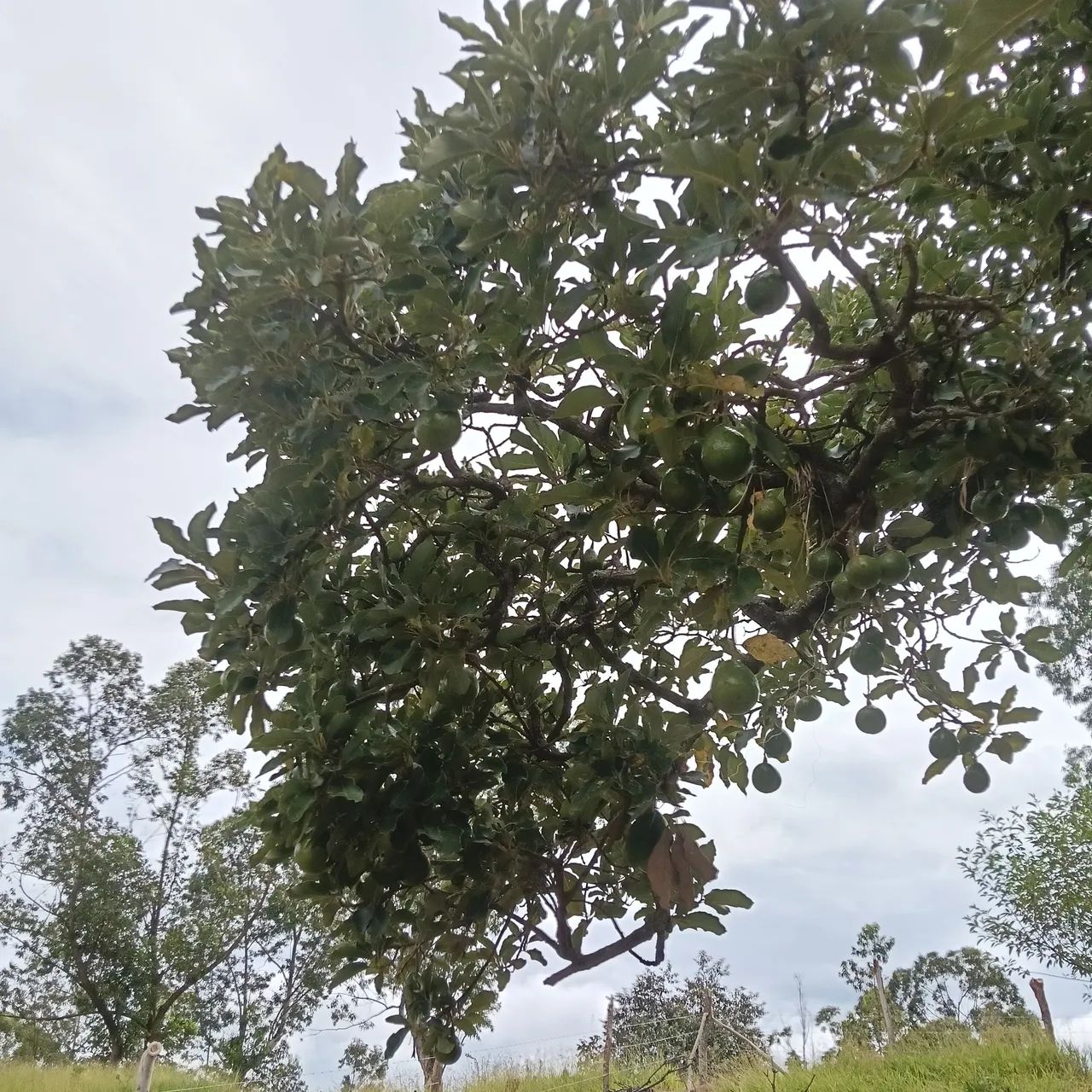 Foto - Francisco Morato - Jardim São João