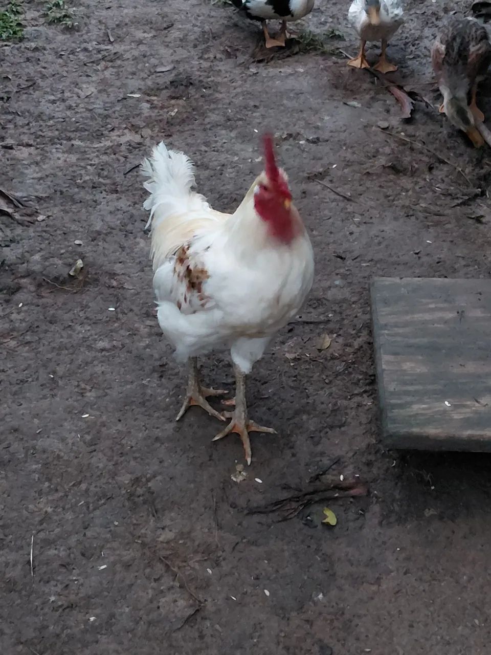 Vendo galo - Foto 2