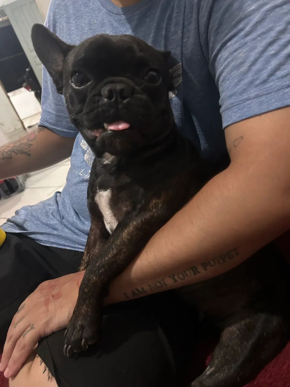 Vende-se buldogue  - Foto 2