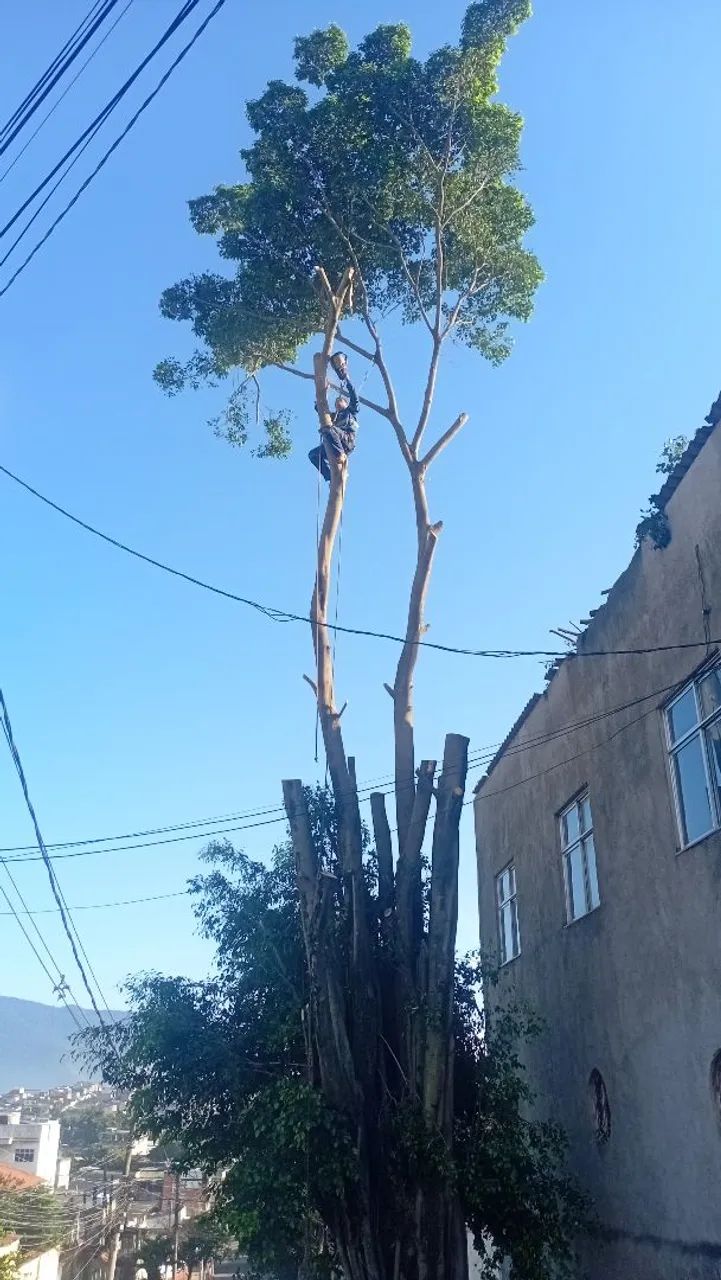 PODAS DE ÁRVORES 
