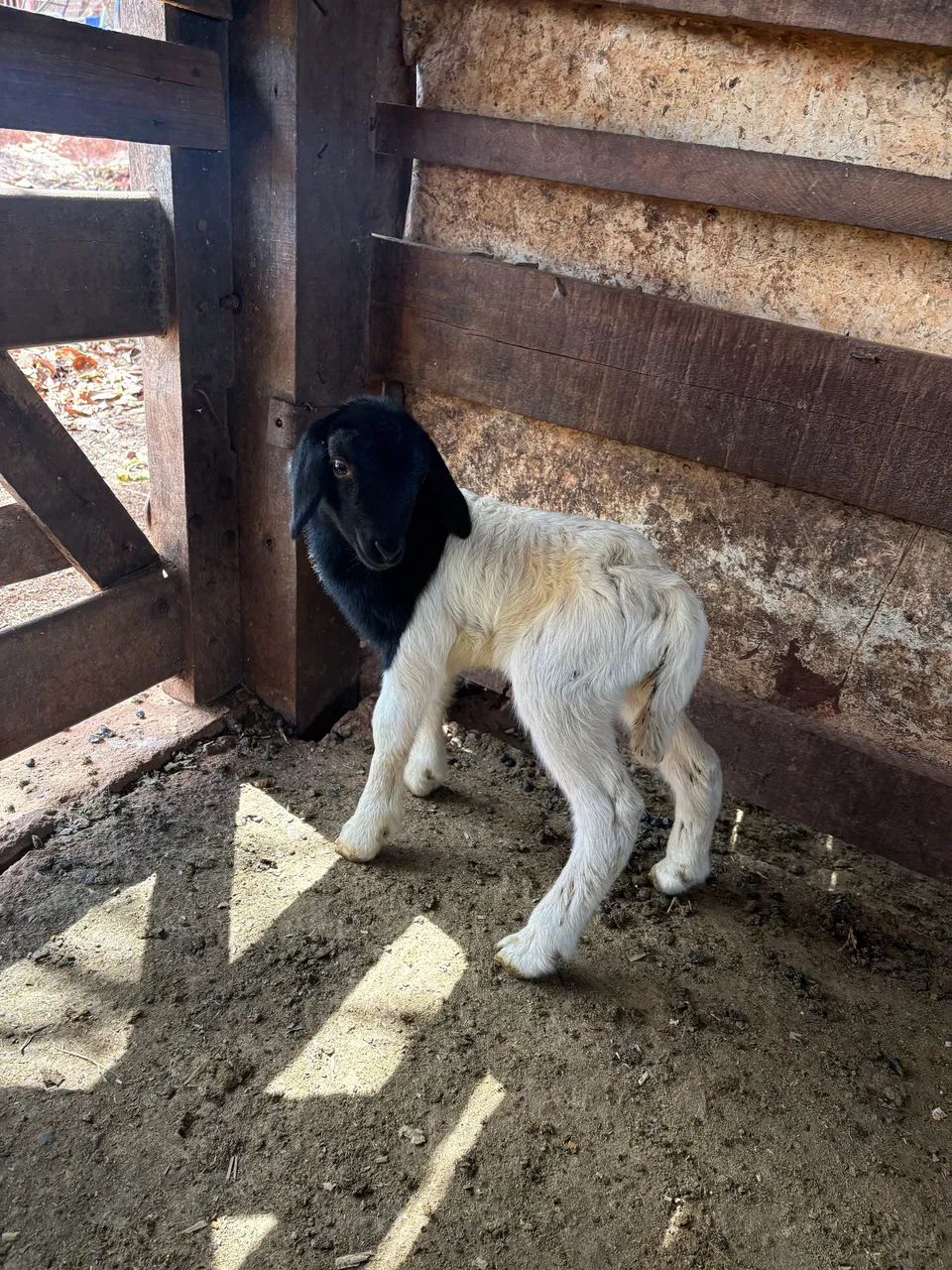 Borrego Dorper  - Foto 2