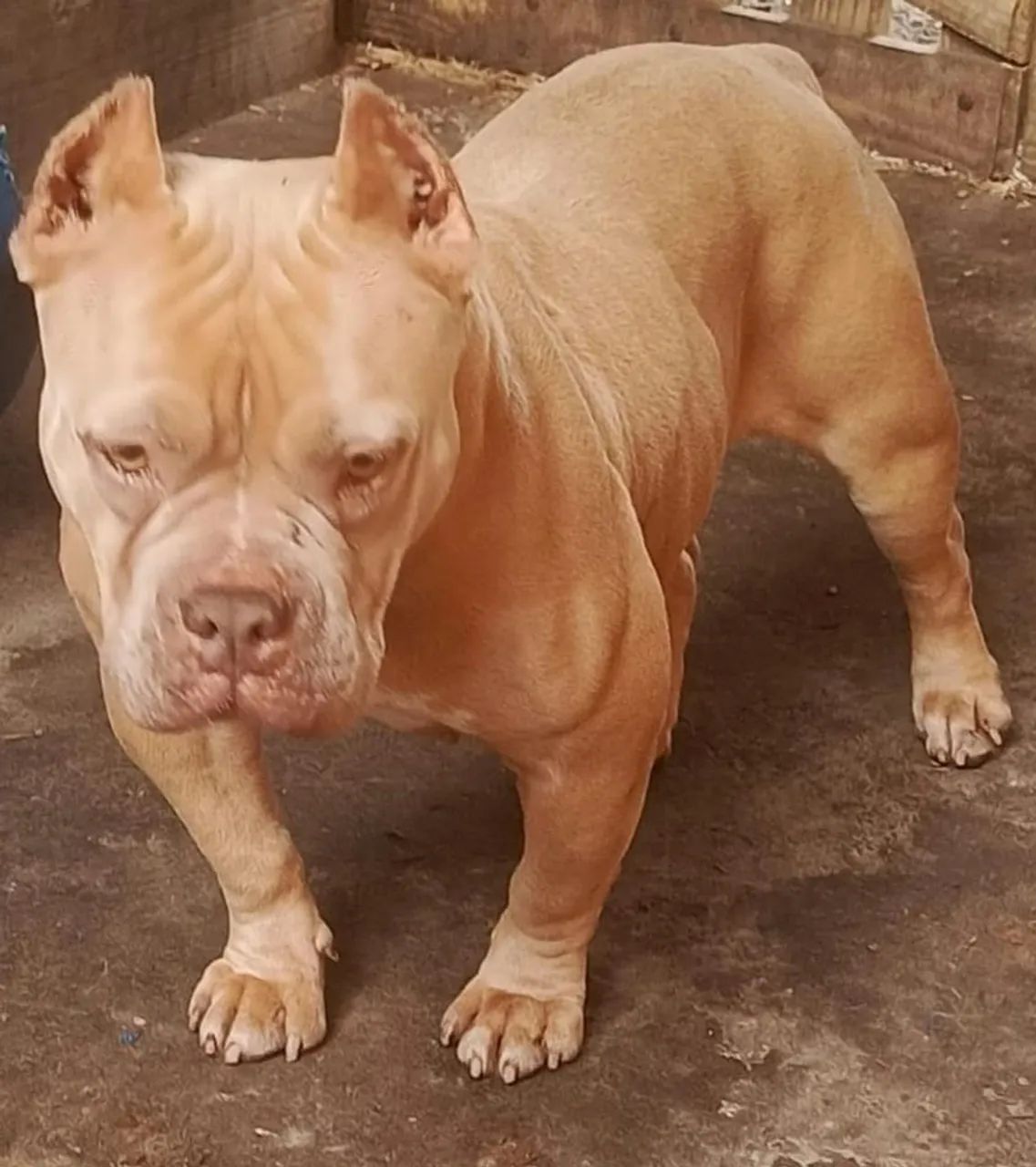 Pitbull American Bully  - Foto 5