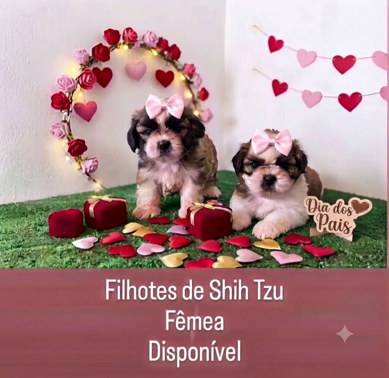Fêmea shitzu disponível 