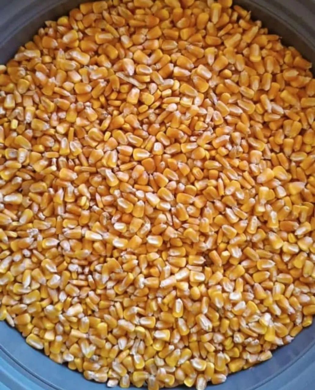 Milho em Grãos Safra Nova,Quirela de Milho(xérem,Fubazão)Farelo de Soja Direto do Produtor