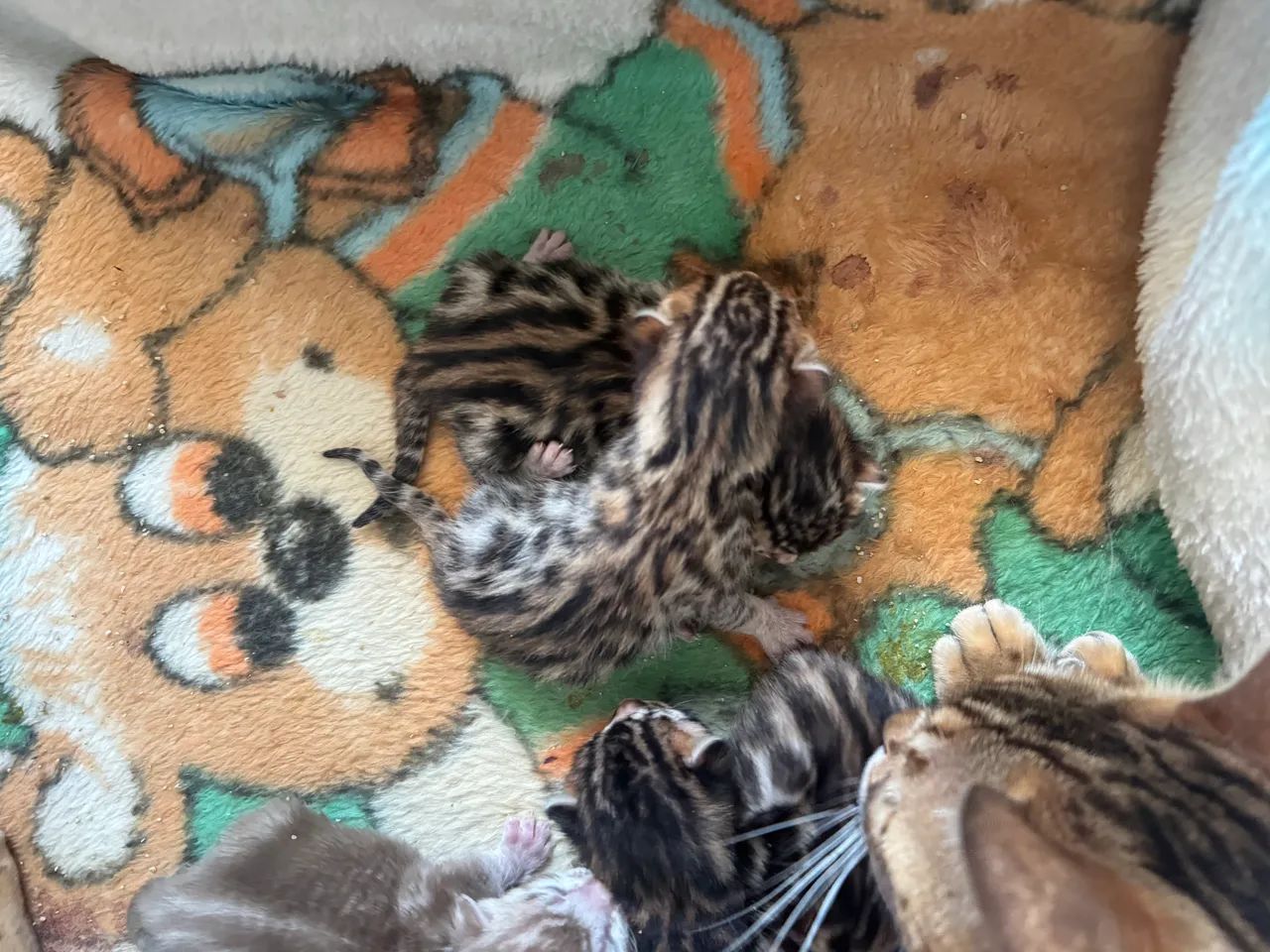 Filhotes de Bengal mini onça  - Foto 4