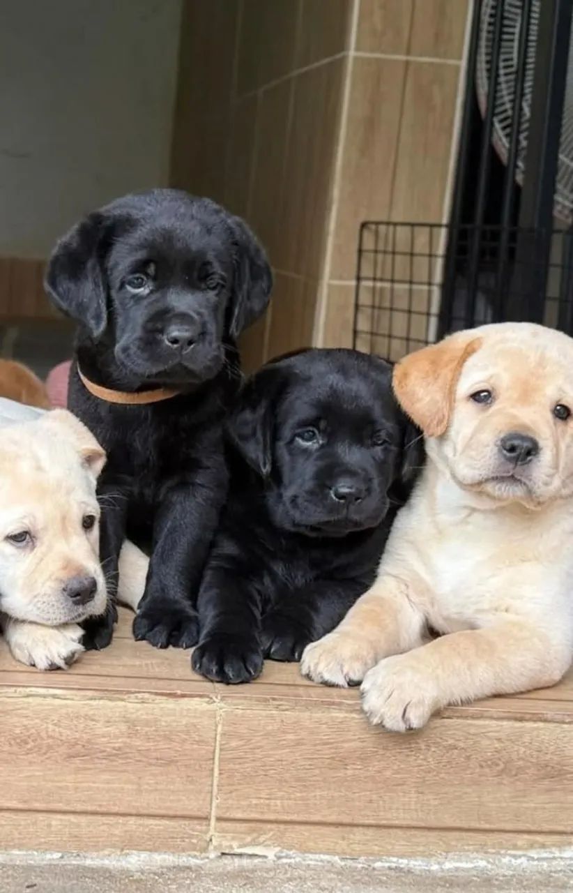 macho e femea labrador