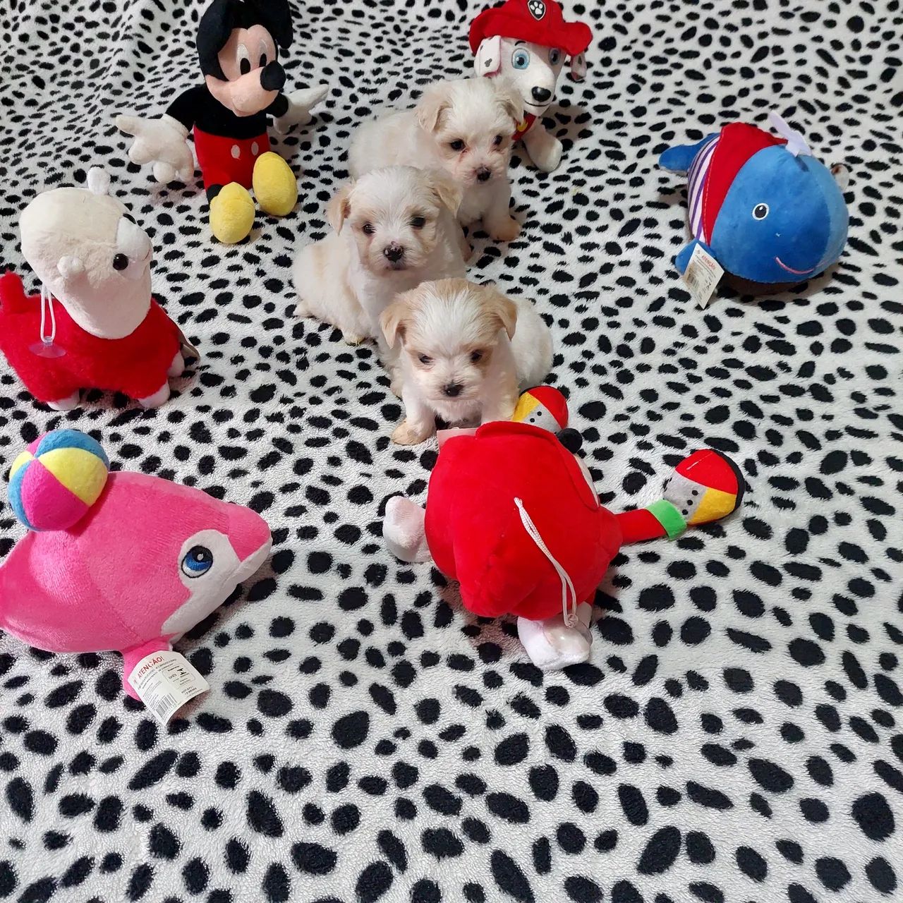 Cachorro  - Foto 3
