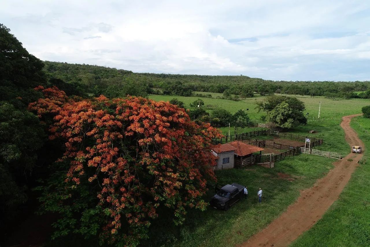 Fazenda 100 hectares Campina verde  - Foto 3
