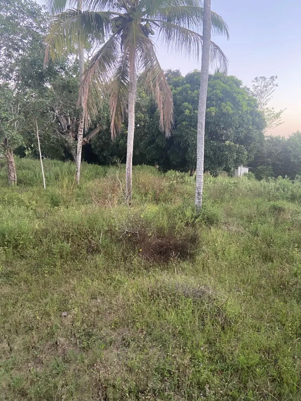 Sítio a venda, casa inclusa com a venda 