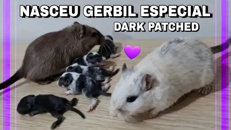 Vendo Esquilos da Mongolia 
