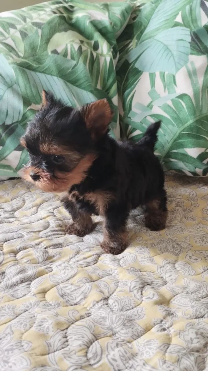 yorkshire macho mini