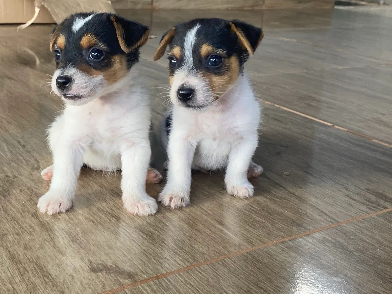 Jack russel  - Foto 3