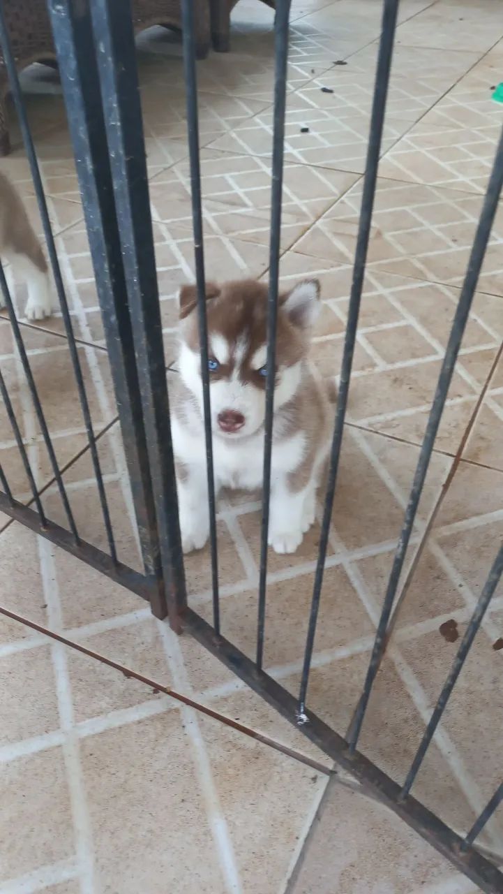 Filhotes de husky Siberiano - Foto 4