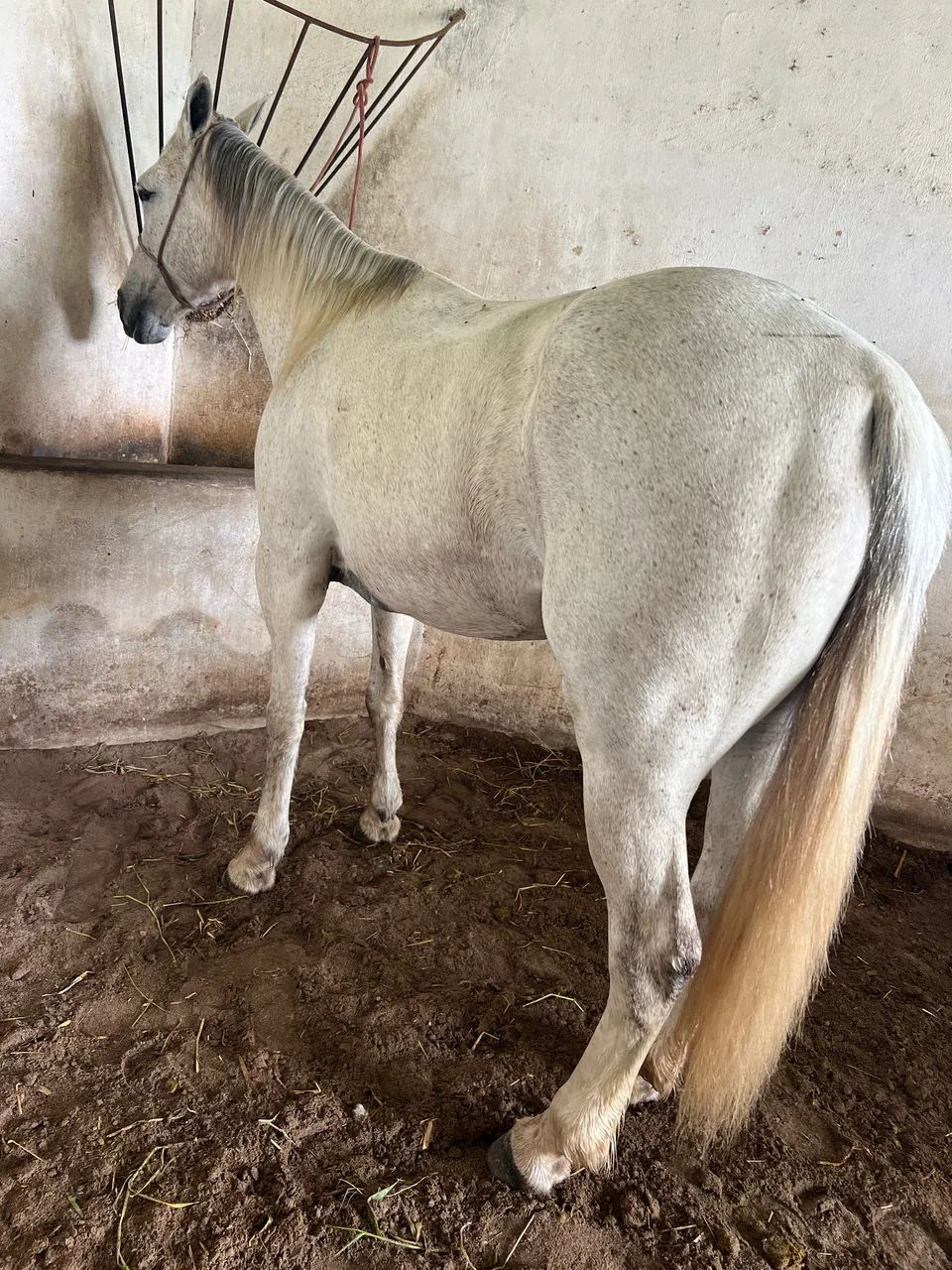 Animais para agropecuária  - Foto 4