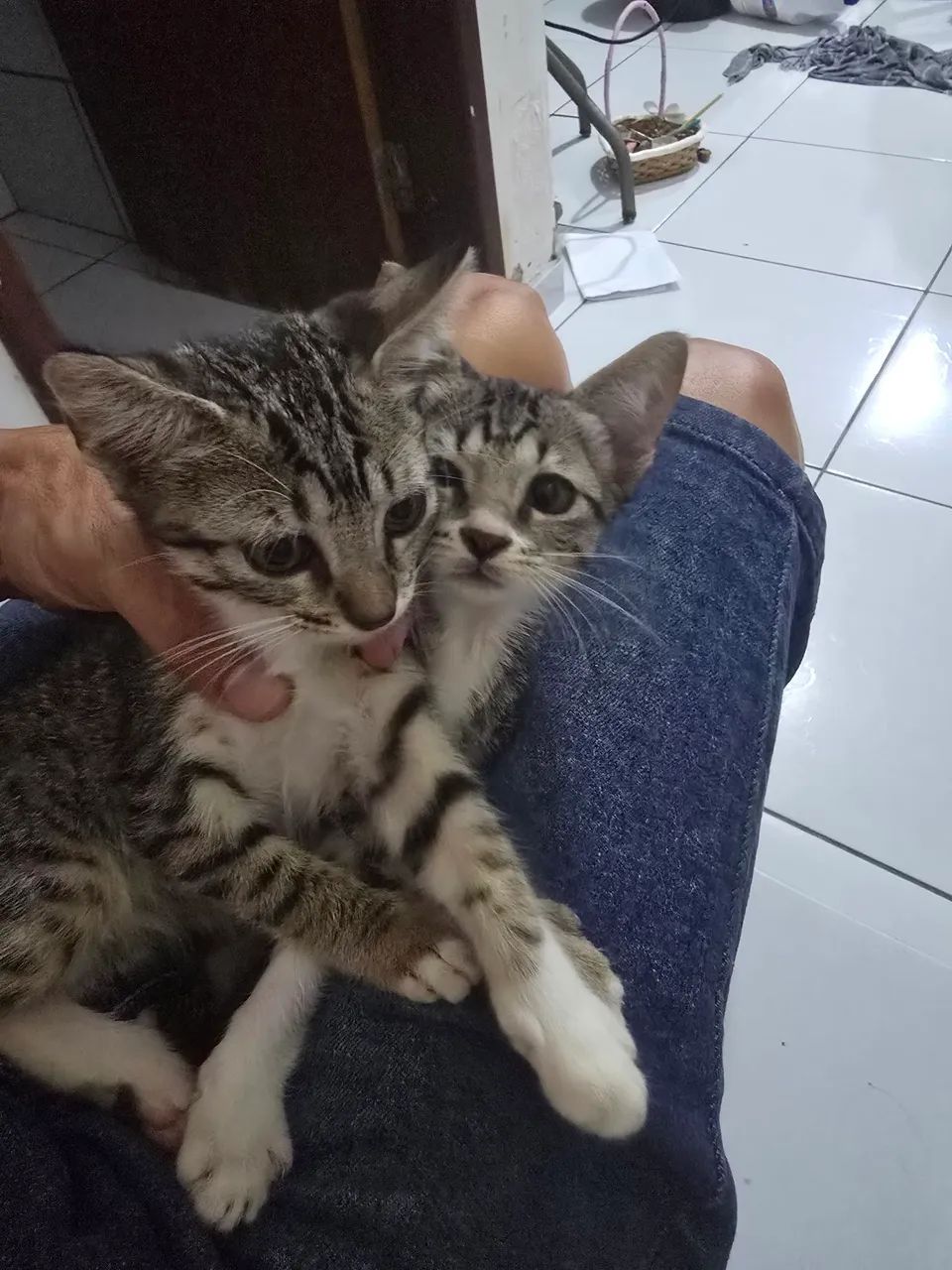 Gatinhos para Doação  - Foto 5