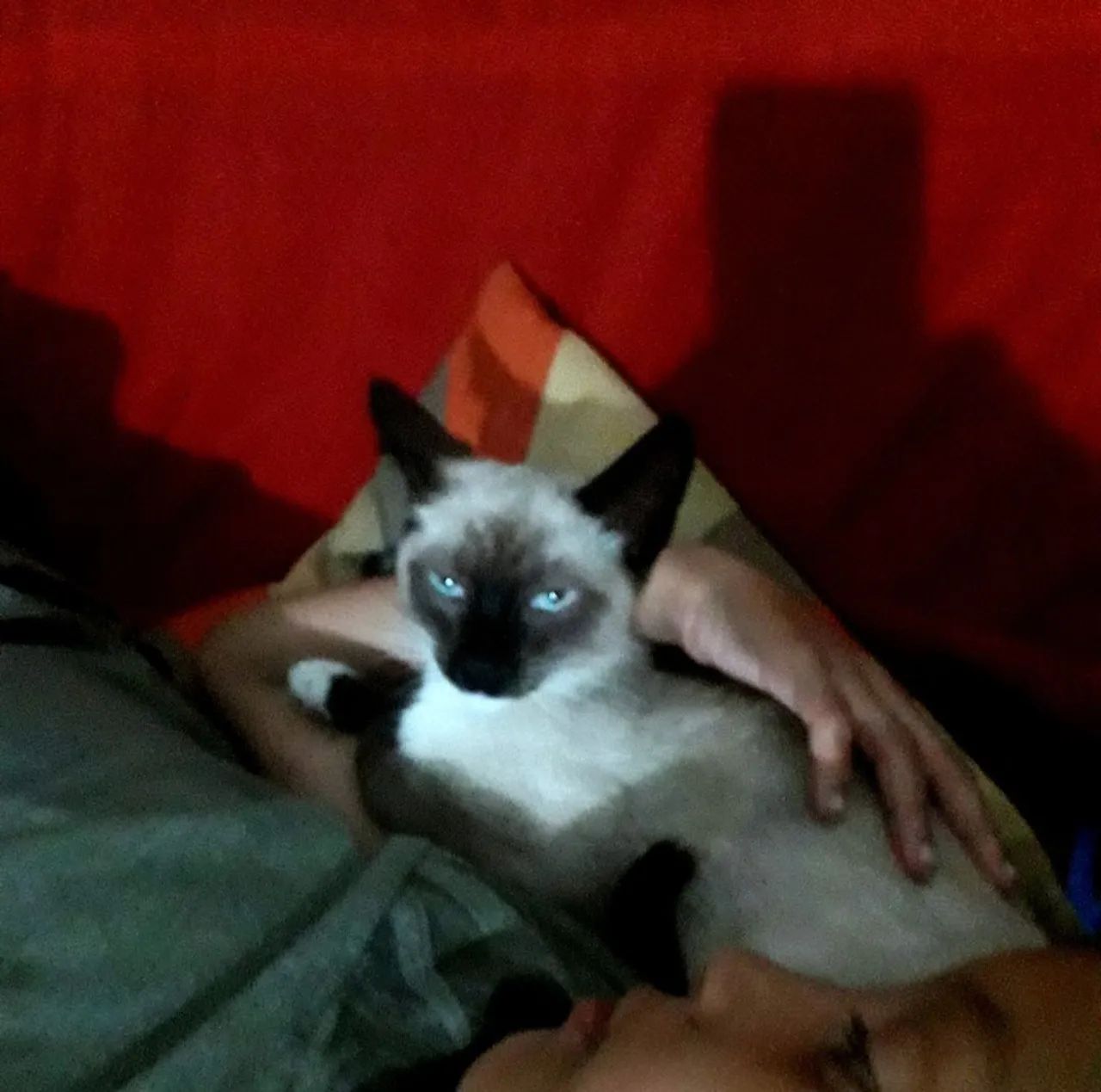 Filhote siames puro raça Vermifugado  - Foto 2