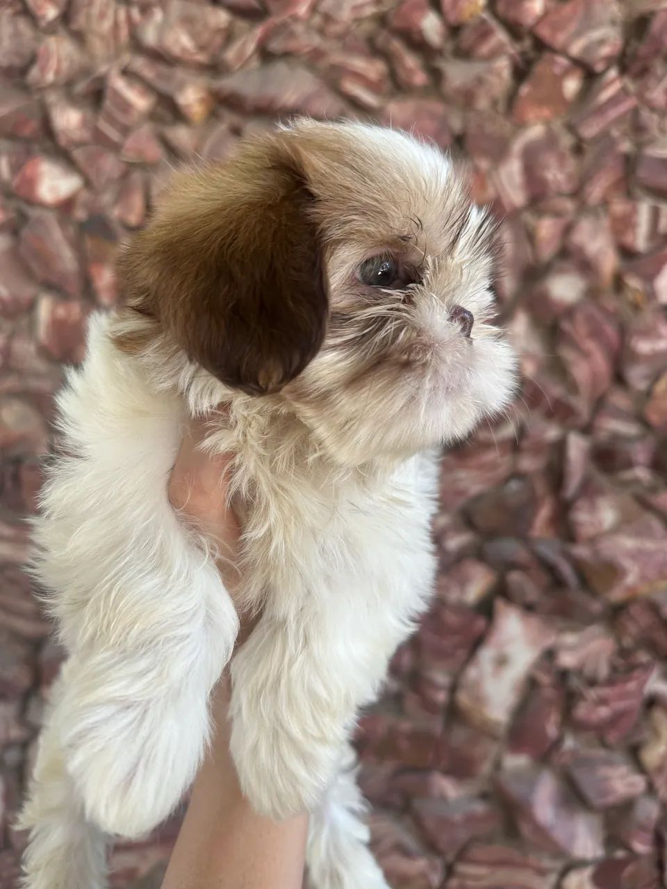 Filhotes de shihtzu  - Foto 2