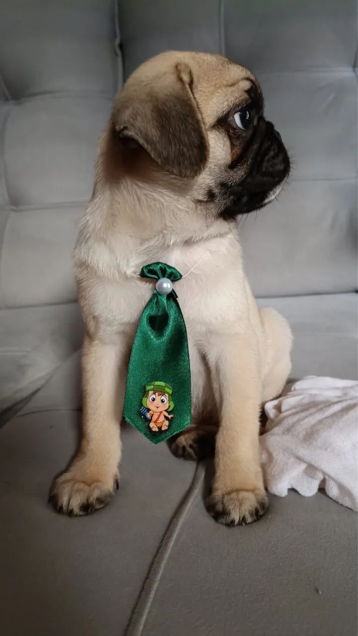 Pug filhote - Foto 3