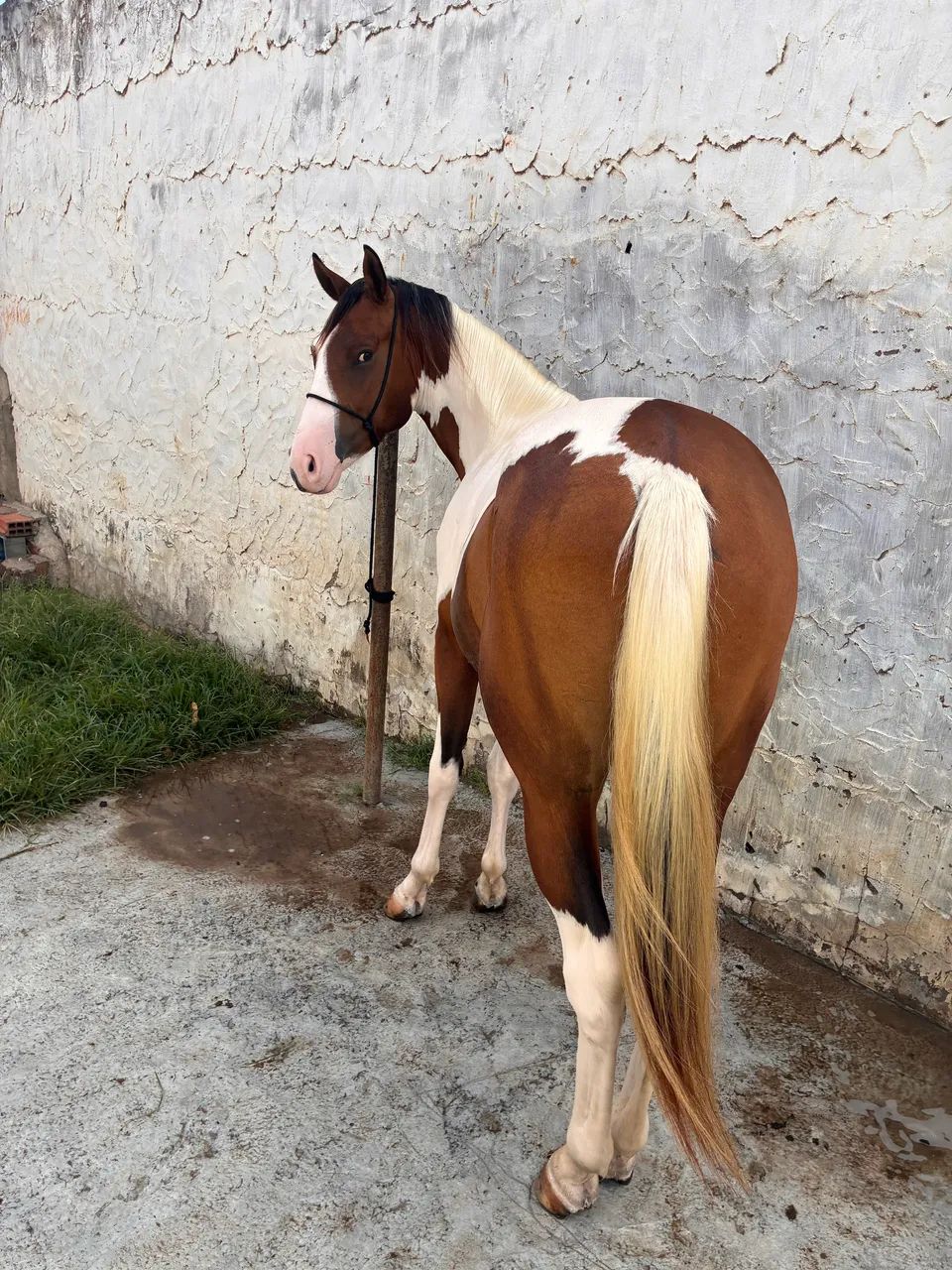 Potro Paint Horse - Foto 3