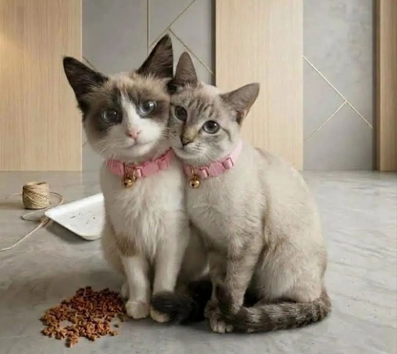 Gatinhas doação  - Foto 2