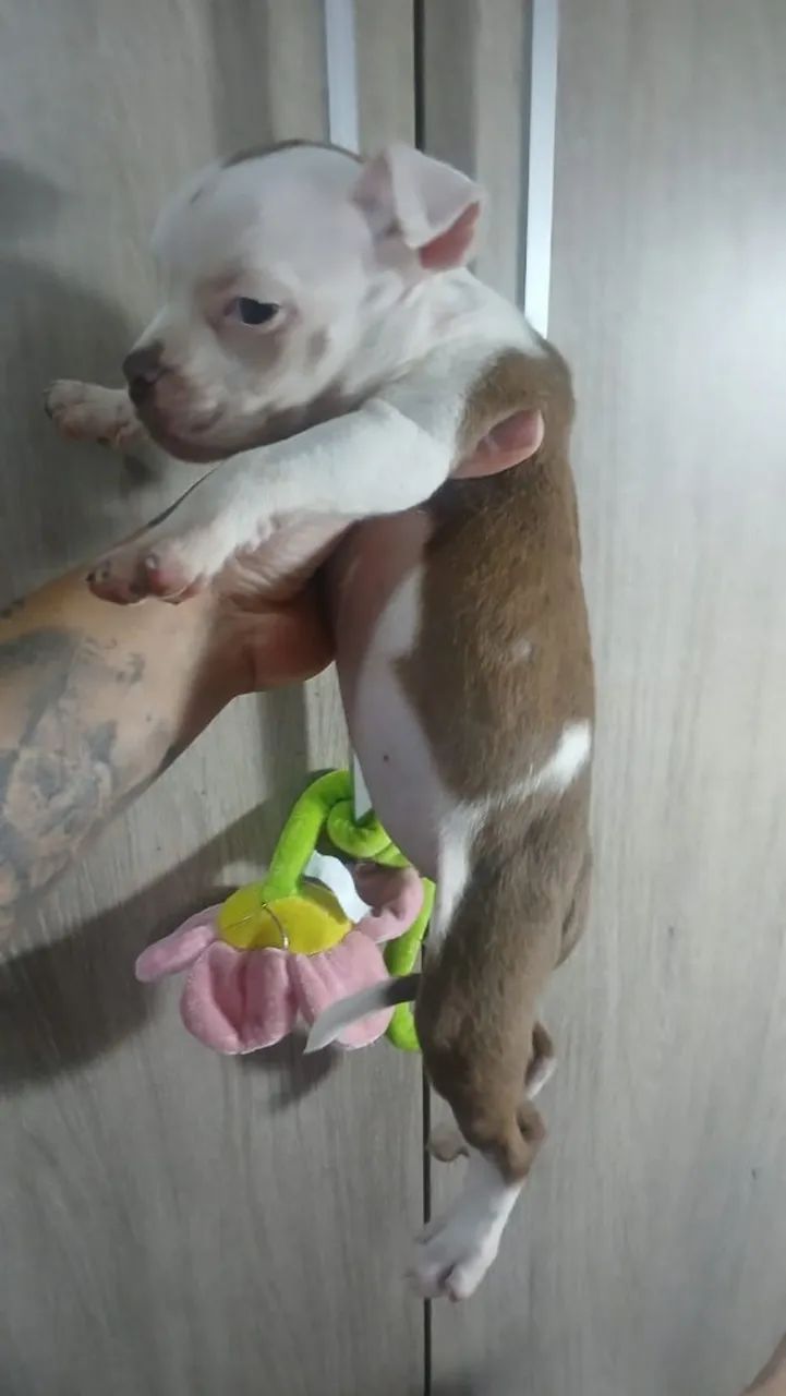 Bully pocket - Foto 2